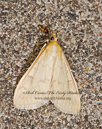 Ostrinia nubilalis  EUROPEAN CORN BORER 8008682 z