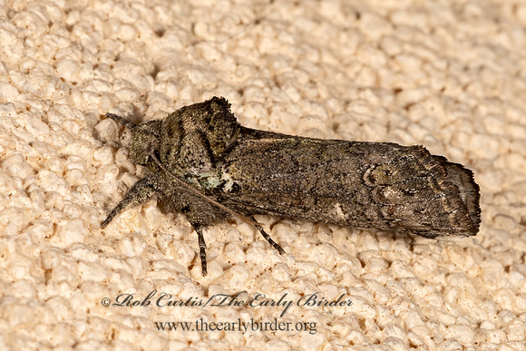 Coelodasys unicornis  UNICORN CATERPILLAR MOTH 3036315z