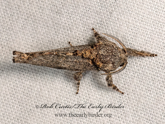 Givira arbeloides  HYPOPTINAE COSSID MOTH 3040175z