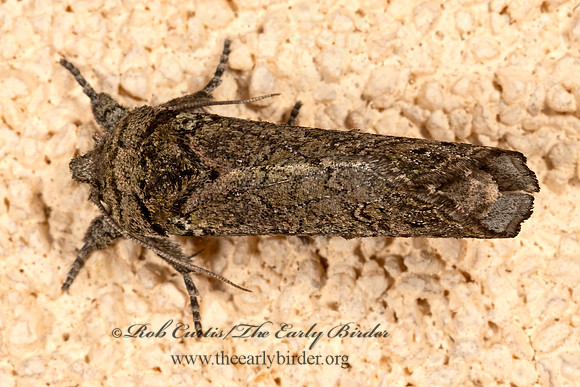 Coelodasys unicornis  UNICORN CATERPILLAR MOTH 3036316z