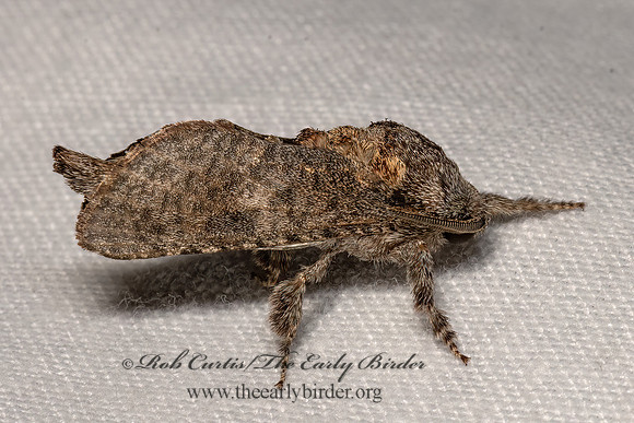 Givira arbeloides  HYPOPTINAE COSSID MOTH 3040178z