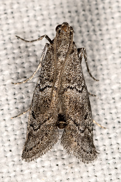 Cacotherapia flexilinealis~  GALERIINAE PYRALID MOTH 3037986z