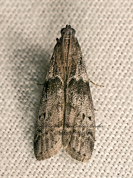 Ephestia kuehniella  MEDITERRANEAN FLOUR PYRALID MOTH 9083293z