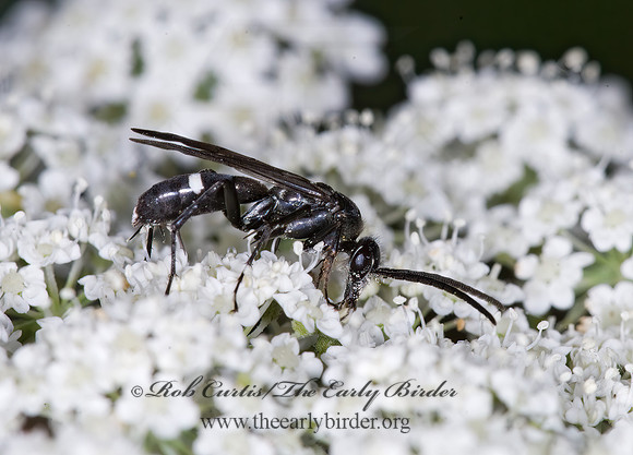 Episyron biguttatus  POMPILINI SPIDER WASP 6010366z