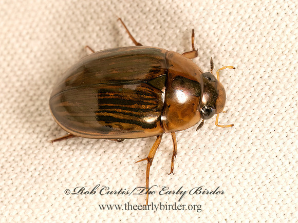 Tropisternus collaris mexicanus  WATER SCAVENGER BEETLE  9083665z
