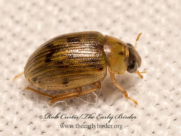 Berosus  WATER SCAVENGER BEETLE 9082887z