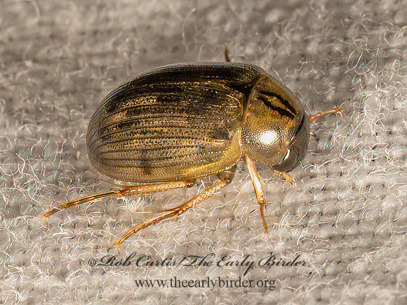 Berosus  WATER SCAVENGER BEETLE 9083399z