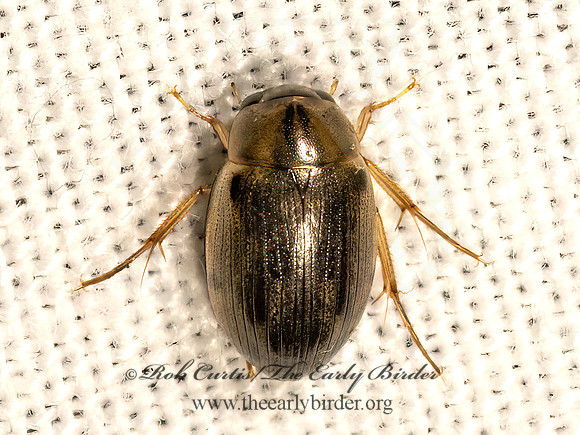 Berosus  WATER SCAVENGER BEETLE 9083398z
