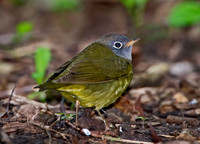 Oporornis agilis  CONNECTICUT WARBLER 9031027z