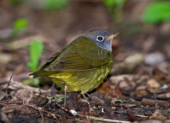 Oporornis agilis  CONNECTICUT WARBLER 9031027z