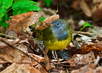 Oporornis agilis  CONNECTICUT WARBLER 8034121z
