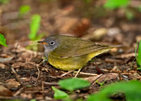Oporornis agilis  CONNECTICUT WARBLER 9031025z