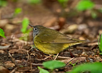 Oporornis agilis  CONNECTICUT WARBLER 9031026z