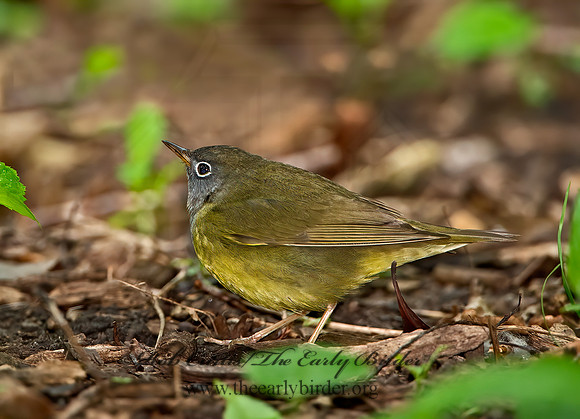 Oporornis agilis  CONNECTICUT WARBLER 9031026z