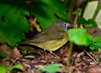 Oporornis agilis  CONNECTICUT WARBLER 9031029z