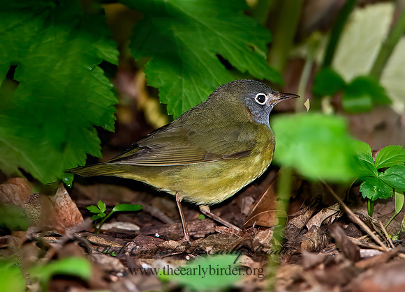 Oporornis agilis  CONNECTICUT WARBLER 9031029z