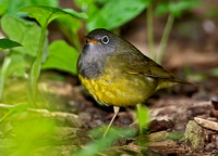 Oporornis agilis  CONNECTICUT WARBLER 9031040z