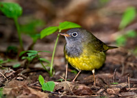 Oporornis agilis  CONNECTICUT WARBLER 9031043z