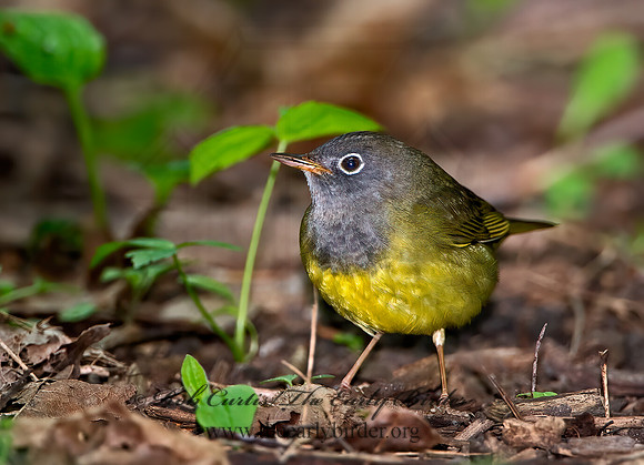 Oporornis agilis  CONNECTICUT WARBLER 9031043z