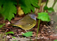 Oporornis agilis  CONNECTICUT WARBLER 9031045z