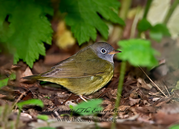 Oporornis agilis  CONNECTICUT WARBLER 9031045z