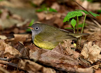 Oporornis agilis  CONNECTICUT WARBLER 9031050z