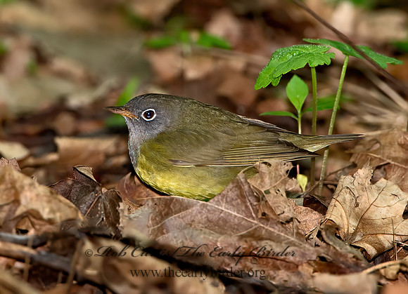 Oporornis agilis  CONNECTICUT WARBLER 9031050z