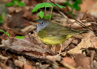 Oporornis agilis  CONNECTICUT WARBLER 9031056z