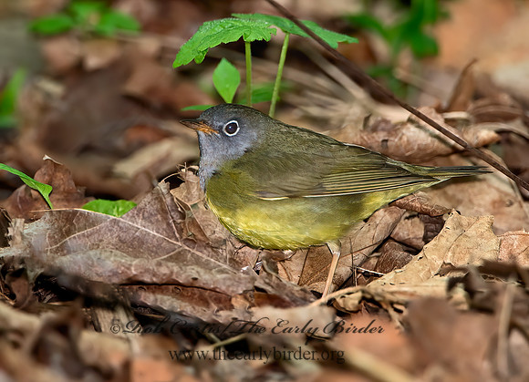 Oporornis agilis  CONNECTICUT WARBLER 9031056z