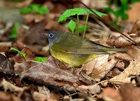 Oporornis agilis  CONNECTICUT WARBLER 9031058z