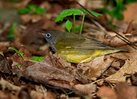 Oporornis agilis  CONNECTICUT WARBLER 9031057z