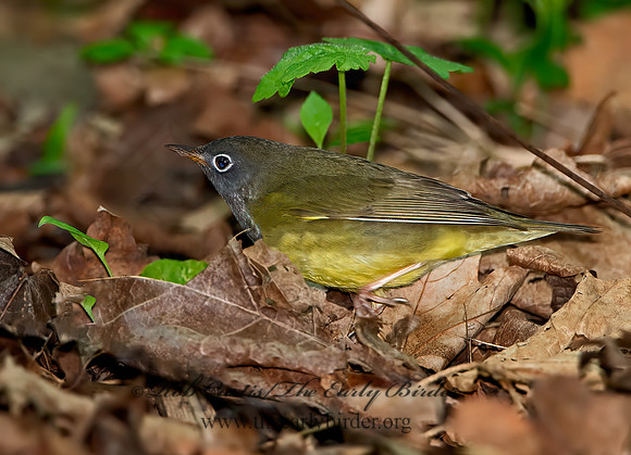Oporornis agilis  CONNECTICUT WARBLER 9031057z