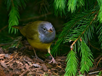 Oporornis agilis  CONNECTICUT WARBLER 3020777z