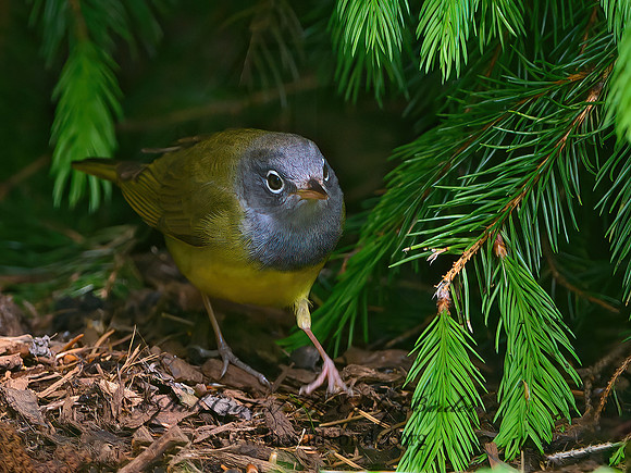Oporornis agilis  CONNECTICUT WARBLER 3020777z
