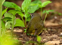 Oporornis agilis  CONNECTICUT WARBLER 9031072z