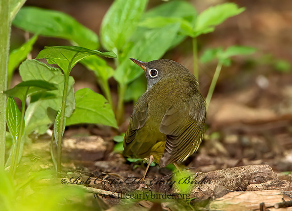 Oporornis agilis  CONNECTICUT WARBLER 9031072z