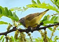 Oporornis agilis  CONNECTICUT WARBLER 9031100z