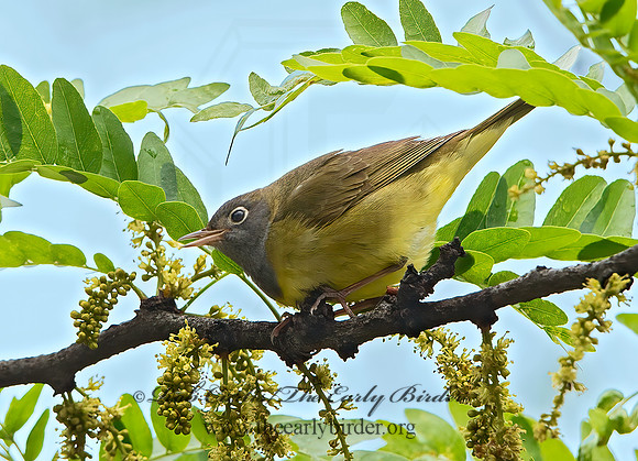 Oporornis agilis  CONNECTICUT WARBLER 9031100z