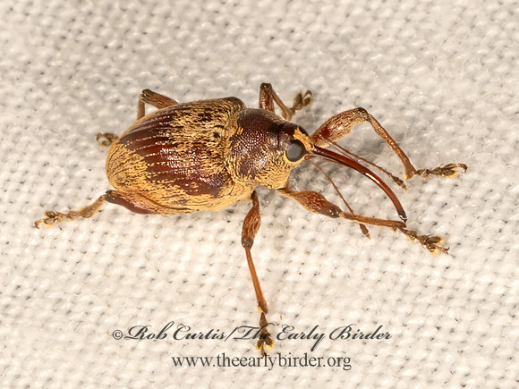 Curculio  ACORN WEEVIL 9081750z