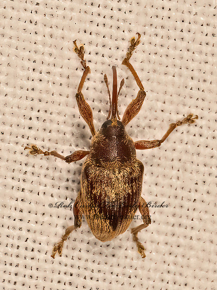 Curculio  ACORN WEEVIL 9081737z