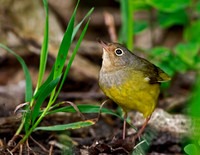 Oporornis agilis  CONNECTICUT WARBLER 9038447z