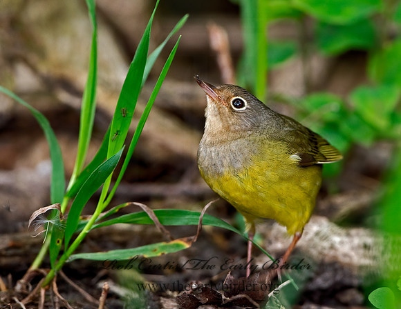 Oporornis agilis  CONNECTICUT WARBLER 9038447z
