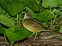 Oporornis agilis  CONNECTICUT WARBLER 5007084z