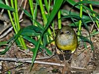 Oporornis agilis  CONNECTICUT WARBLER 5007081z
