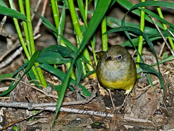 Oporornis agilis  CONNECTICUT WARBLER 5007081z