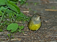 Oporornis agilis  CONNECTICUT WARBLER 5007082z