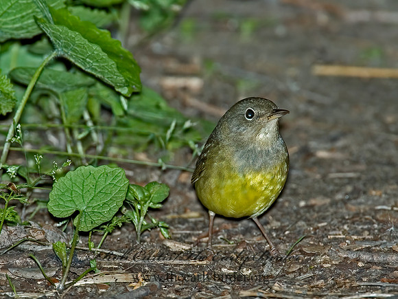 Oporornis agilis  CONNECTICUT WARBLER 5007082z