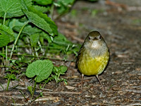 Oporornis agilis  CONNECTICUT WARBLER 5007083z