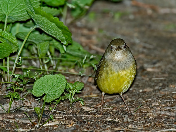 Oporornis agilis  CONNECTICUT WARBLER 5007083z