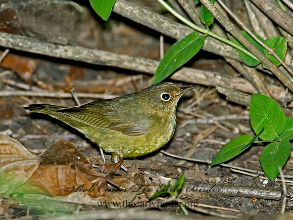 Oporornis agilis  CONNECTICUT WARBLER 5007114z